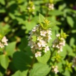 Seeds 30 Seeds (Mentha arvensis)