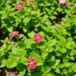 Seeds 100 Seed (Mentha × piperita)