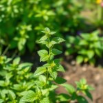 Seeds ml 30 Seed (Melissa officinalis) ml