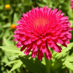 Flower ( Irrigation ) – Helichrysum Seeds cm : Helichrysum bracteatum ( cm Xerochrysum bracteatum)