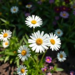 Flower cm : Bocquetia floribunda cm Irrigation /