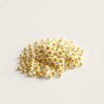 Flower cm : Bocquetia floribunda cm Irrigation /
