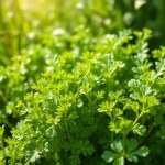 Seeds (Medicago sativa) – 1 g