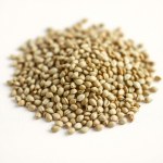 Seeds (Medicago sativa) – 1 g