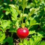 بذور فجل احمر 15 جم