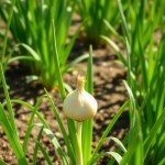 Onion Seeds 750