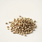 Purslane Seeds 9g