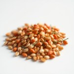 Green Pepper Seeds 7g