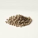 Italian Basil Seeds 10g