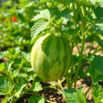 Watermelon Seeds 7g