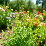 Marjoram Seeds 10g