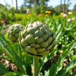 Artichoke Seeds 3g