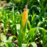 Yellow Corn Seeds 40g