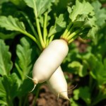 White Radish (Daikon) Seeds 30g