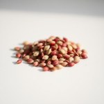 Roselle (Hibiscus / Karkade) Seeds 15g