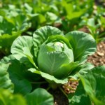 Cabbage Seeds 5g