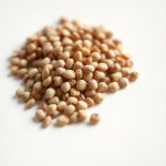 Turnip Seeds 40g