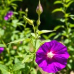 Blue Tea Seeds 50