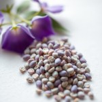 Blue Tea Seeds 50