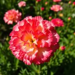بذور قرنفل الزهور 1050 بذرة