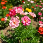 بذور قرنفل الزهور 1050 بذرة