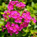 Vinca Seeds 260