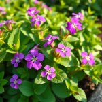 Vinca Seeds 260