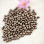 Vinca Seeds 260