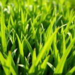 Bermuda Grass 50g