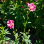 Sweet Pea Flower Seeds 5g