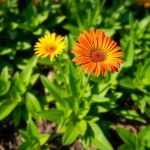 Gazania Flower Seeds 2g