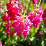 Larkspur Flower Seeds 2g