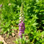 Larkspur Flower Seeds 2g