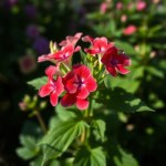 Phlox Flower Seeds 2g