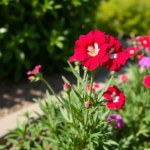 Dianthus 2g