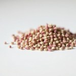 Dianthus 2g
