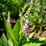 Lablab Vine Seeds 4g (Hyacinth Bean)