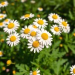 Chamomile Seeds 4g