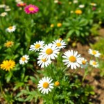Chamomile Seeds 4g