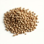 Chrysanthemum (Corn Marigold / Daisy) Seeds 3g
