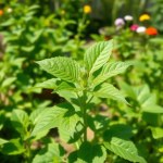 Mallow Seeds 7g
