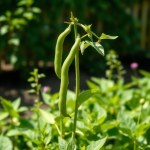 Flower Bean Seeds - 10g