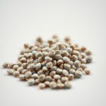 Flower Bean Seeds - 10g