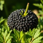Black Seed Oil 30ml
